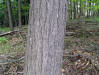 Hemlock tree