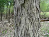 Hickory tree