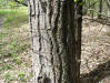 Mature Poplar tree