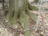 Red Oak root system