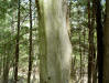 Water Beech (or Ironwood) tree